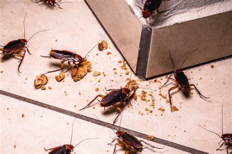 They <b>do</b> come every other week but there method is not getting rid of them. . My apartment is infested with roaches what can i do